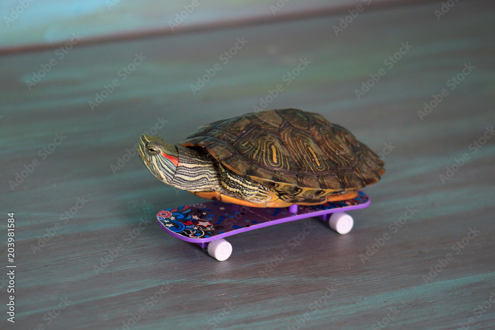 Small manual turtle is riding on a skateboard. Photos | Adobe Stock