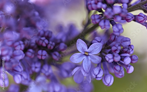 Lilac macro shot © Slavchev