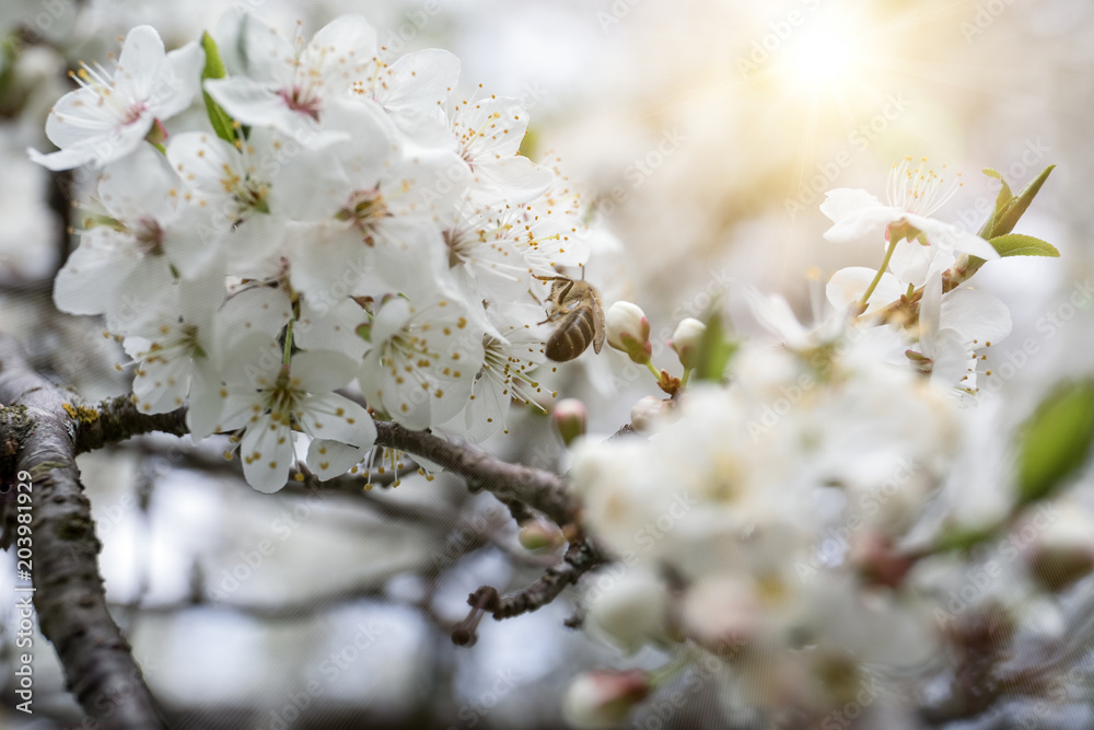 Bee collecting honey on the blossom of apple, plum or cherry in the sunny spring Bee collecting honey on the blossom of apple, plum or cherry in the sunny spring