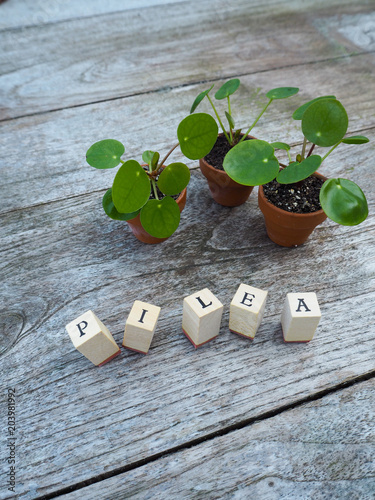 Three baby pancake plants or pilea peperomioides in small terracotta pots on a wooden table photo