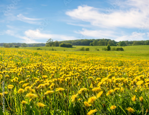 Field with dandelions and blue sky © Mike Mareen