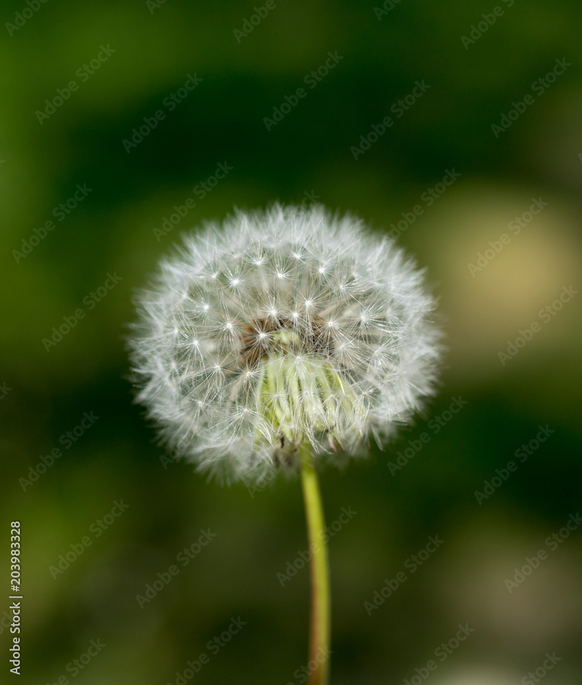 Fototapeta premium flower of dandelions