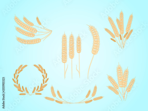 Set of different of wheat spikes on a blue background. Vector illustration