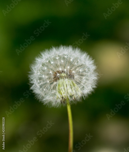 flower of dandelions