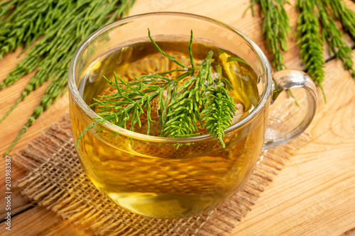 A cup of horsetail tea with fresh Equisetum arvense plant