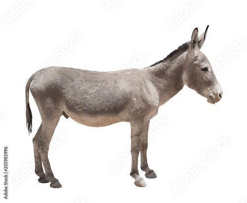 Obraz na płótnie Donkey isolated a on white background