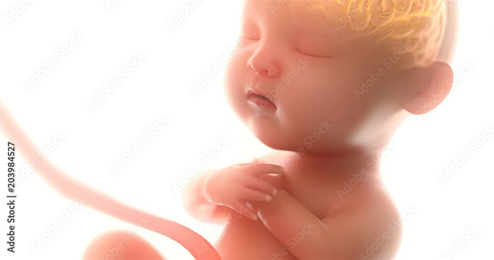 Baby's brain and nervous system, 3d rendering fetus with brain x-ray inside,at least 5 months,4k.(4096*2160)