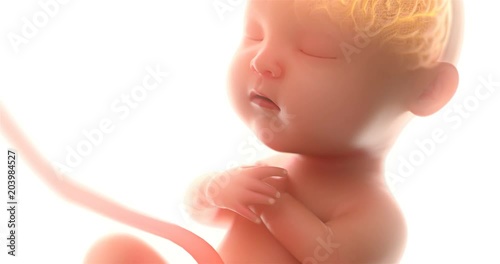 Baby's brain and nervous system, 3d rendering fetus with brain x-ray inside,at least 5 months,4k.(4096*2160)