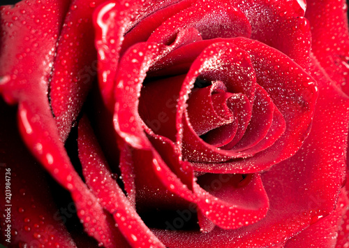 Red rose in drops close up