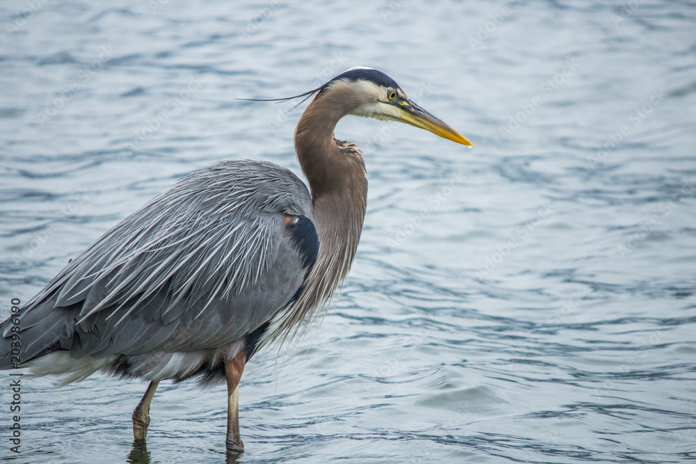 Fischreiher_3 Fischreiher_3