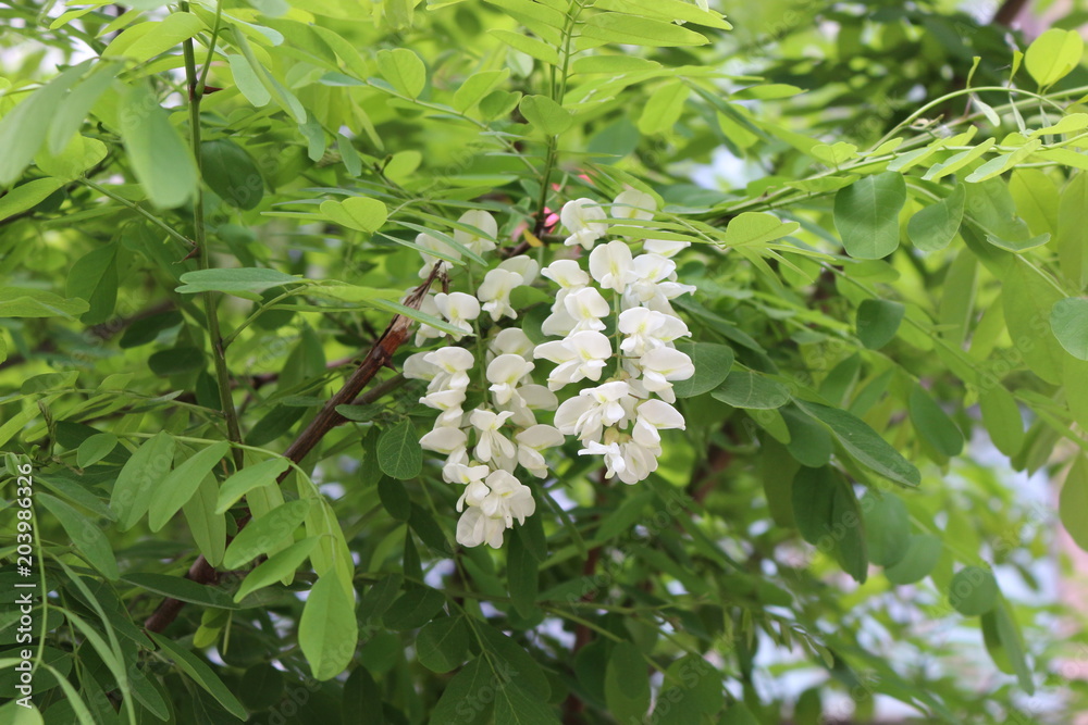 Fototapeta premium Blossoming white acacia