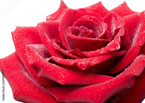 Fototapeta Naklejka Na Ścianę i Meble -  Red beautiful rose in drops