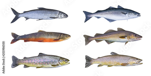 Norway fish set. Whitefish, arctic char, brook brown trout, pollock fish, coalfish, saithe, cod fish isolated on white background photo