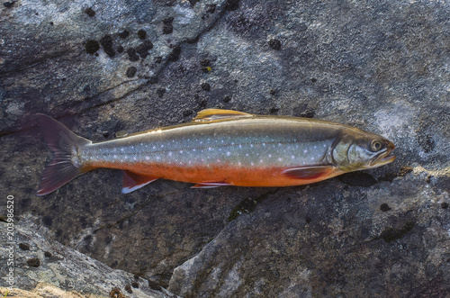 Fotografia Arctic char fish on river stone. Salvelinus