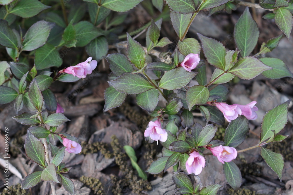 On the bush flowered pink little flowers On the bush flowered pink little flowers