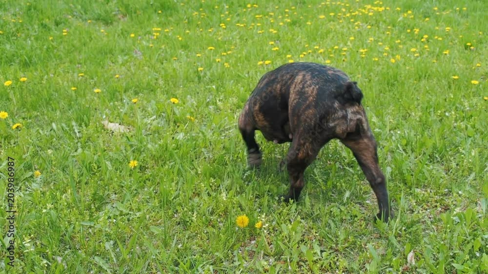 French bulldog in the nature. French bulldog in the nature.