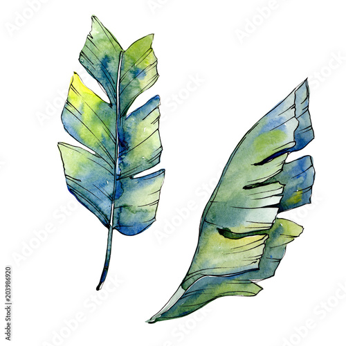 Tropical green lesves  in a watercolor style isolated. Aquarelle leaf for background, texture, wrapper pattern, frame or border. photo