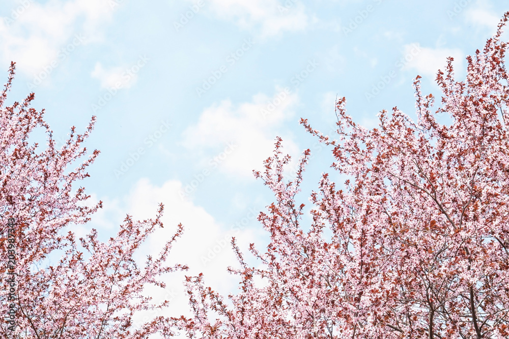 Blossoming spring trees on sky background Blossoming spring trees on sky background