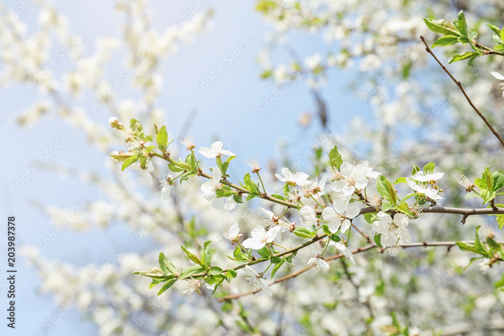 Blossoming spring tree on sky background Blossoming spring tree on sky background