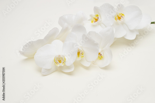 romantic branch of white orchid