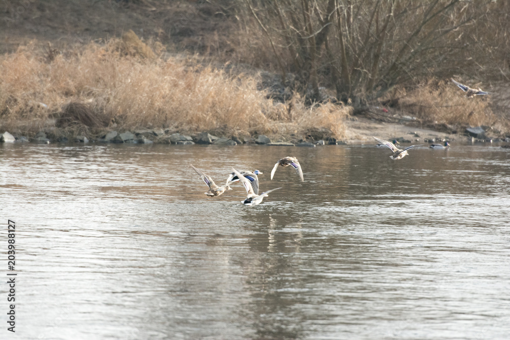 Ducks starting flying above the river. landscape. Ducks starting flying above the river. landscape.