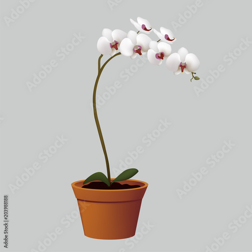 Vector realistic illustration of white orchid flowers