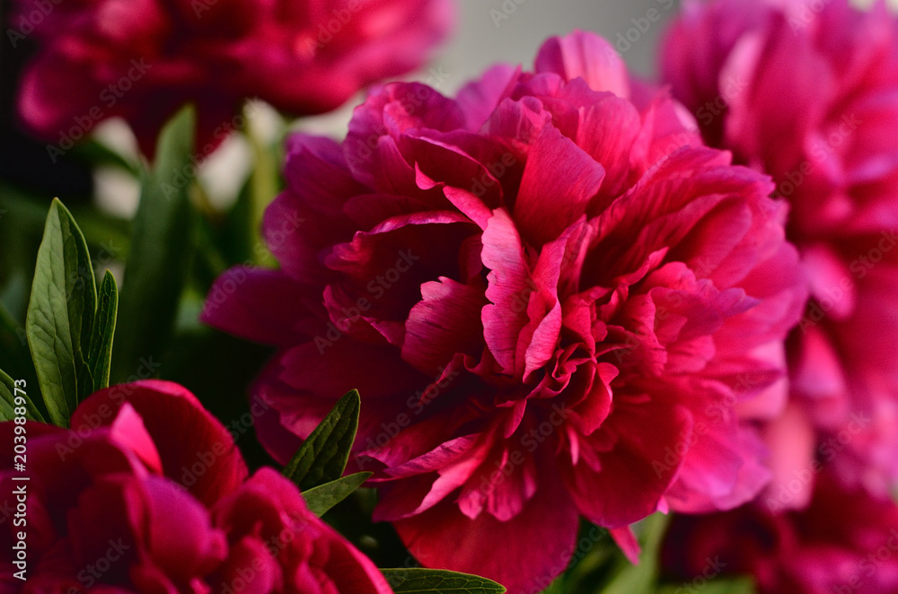 Fresh bouquet of pink peonies peony roses in a vase on white window, background. Floral blossom wallpaper. Flowers in the room. Card, text, copy space.