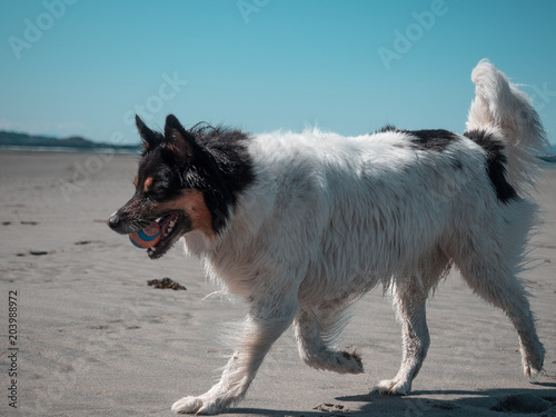 Dog Running on the Beach