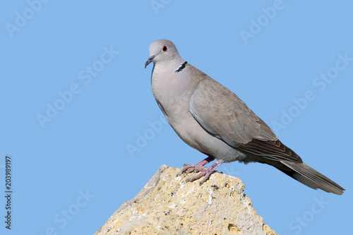 A male collared dove stands on a stone on blue blurred background/ Close up and detailed photo.