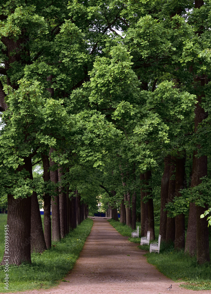 Alley in Catherine park. Tsarskoye Selo (Pushkin). St. Petersburg Alley in Catherine park. Tsarskoye Selo (Pushkin). St. Petersburg