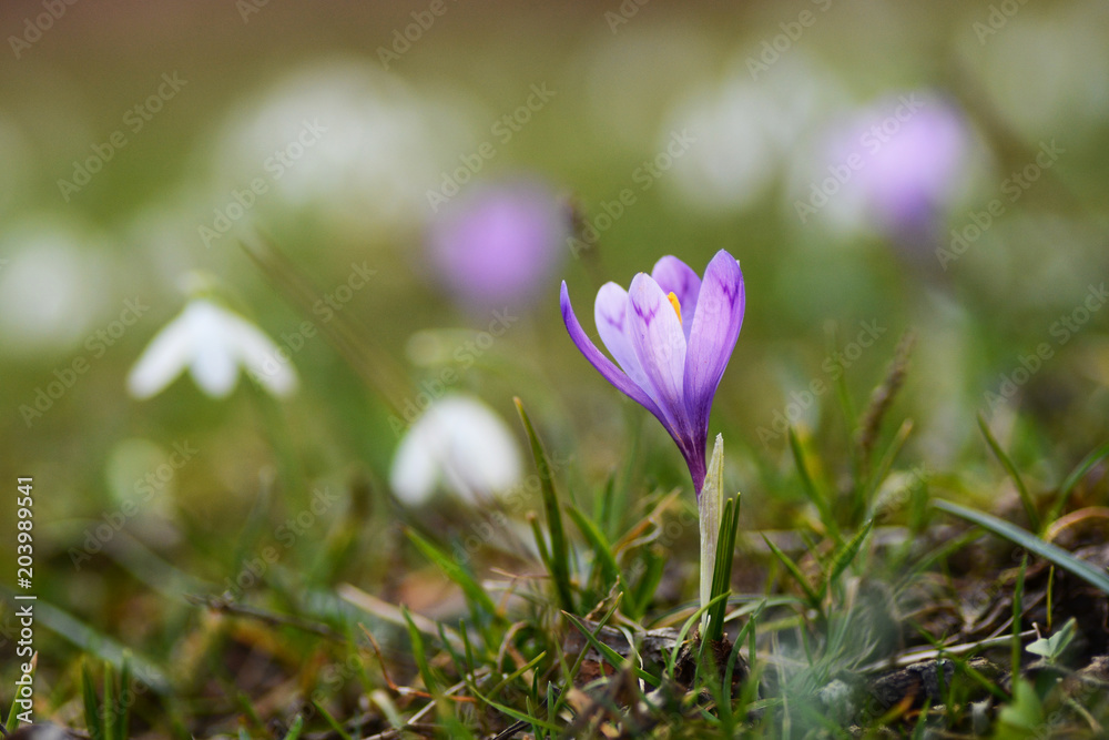 Spring flowers