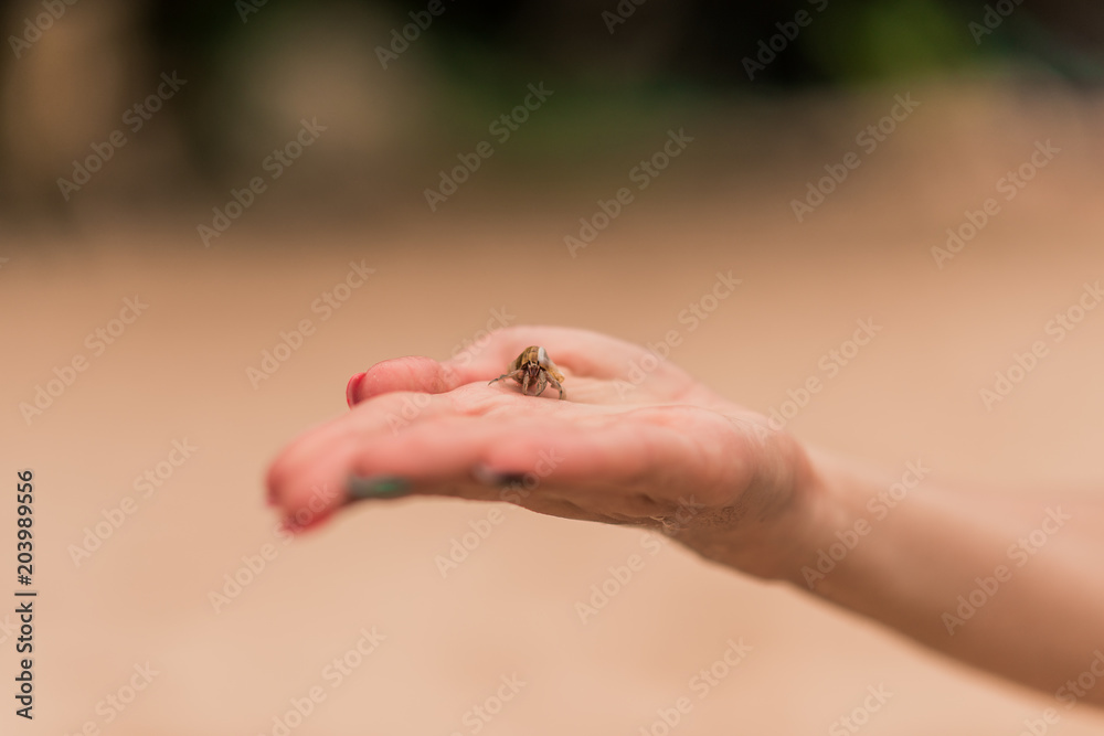 Obraz premium hermit crab on sandy beach outdoors