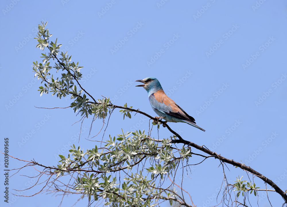 One European roller sits on a tree against nice blue blurred background One European roller sits on a tree against nice blue blurred background