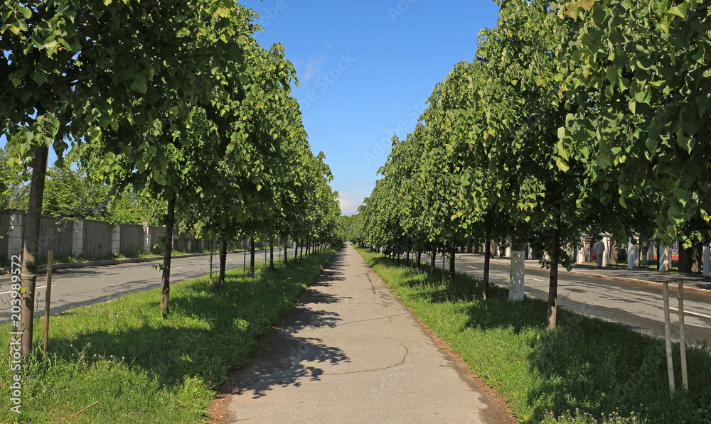 lime avenue on a sunny summer day