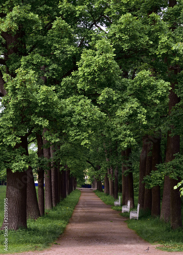 Alley in Catherine park. Tsarskoye Selo  Pushkin . St. Petersburg