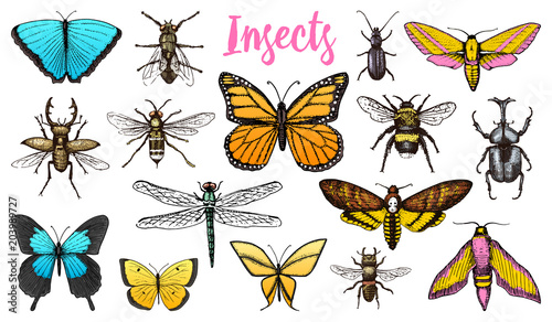 Different insects set. Butterfly and dragonfly, bug and pet bee. Mystical symbol of freedom. entomological collection. engraved hand drawn in old sketch vintage style. t-shirt or scrapbooking design.