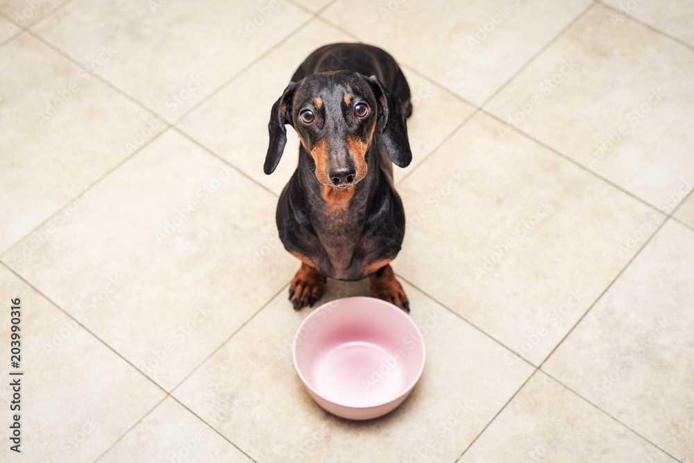 Φωτογραφία hungry  dachshund dog behind food bowl , isolated against the background of the