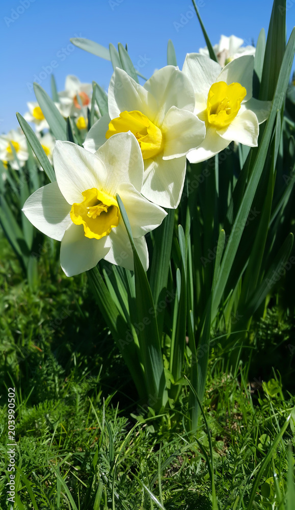 Close-up of beautiful fresh Daffodil flowers (Narcissus) Close-up of beautiful fresh Daffodil flowers (Narcissus)