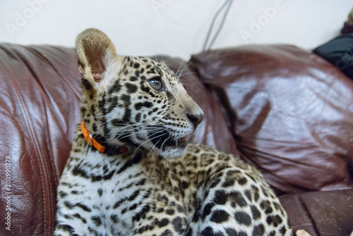 Fototapeta Naklejka Na Ścianę i Meble -  Jaguar in Nature