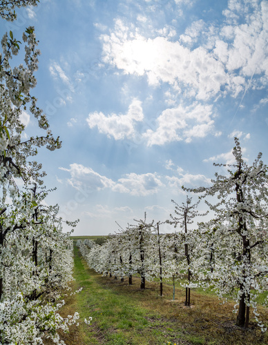 flourishing fruit trees