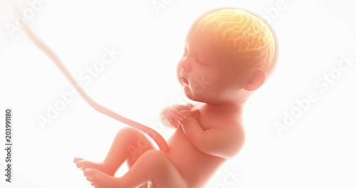 Baby's brain and nervous system, 3d rendering fetus with brain x-ray inside,at least 5 months,4k.(4096*2160)