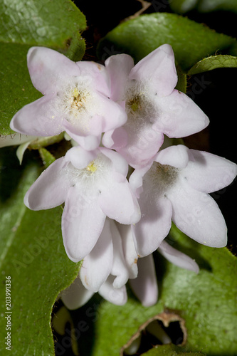 Flowers of trailing arbutus at Valley Falls Park in Connecticut.