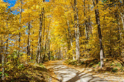 Empty Narrow Road Through a Forest on a Sunny Autumn Day. Autumn Colours. © alpegor