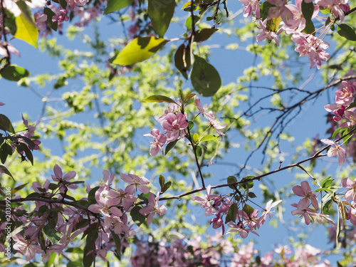 Blossoming pink sacura cherry tree flowers against blue sky