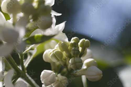 Close-up beautiful lilac flowers