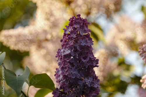 Closeup of beautiful blooming purple lilac under the blue sky
