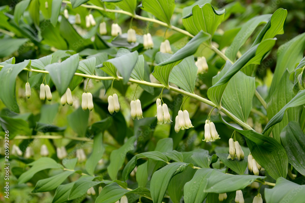 Flowers of a Eurasian Solomon's seal (Polygonatum multiflorum L.) Flowers of a Eurasian Solomon's seal (Polygonatum multiflorum L.)