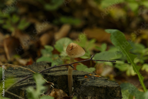 Wisconsin small mushroom growing on rotted wood