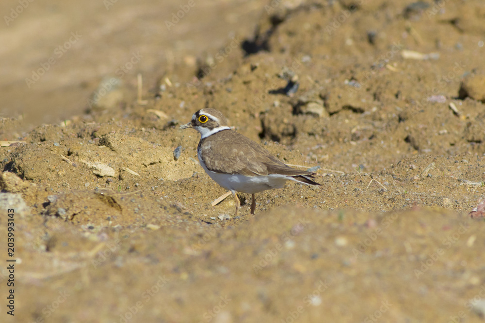A small zucch kulik walks along the sandy shore of the lake. A small zucch kulik walks along the sandy shore of the lake.