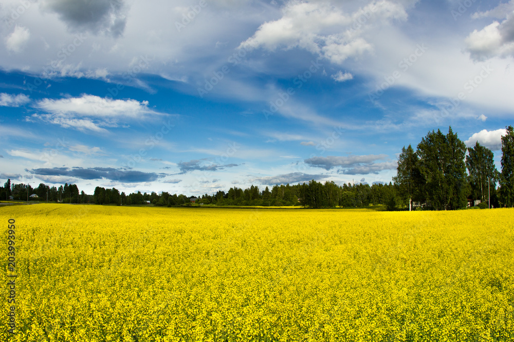 Golden field of flowering rapeseed with beautiful clouds on sky and on forest background Golden field of flowering rapeseed with beautiful clouds on sky and on forest background